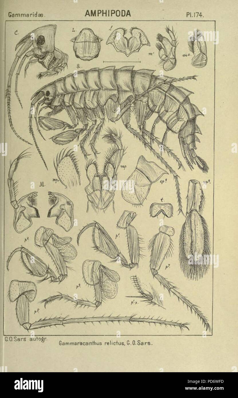 Un compte de la les crustacés, de la Norvège (Pl. 174) Banque D'Images