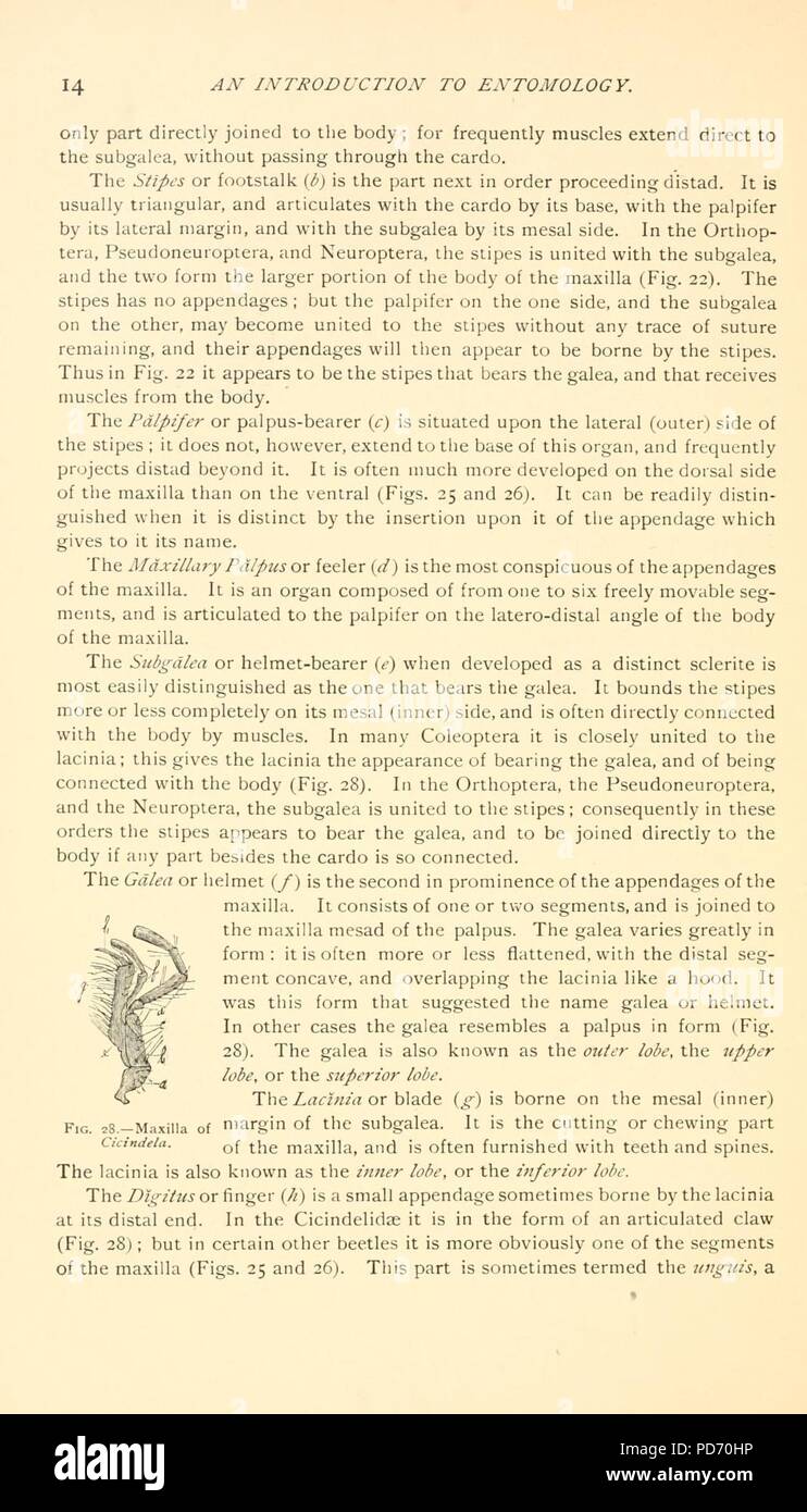 Une introduction à l'entomologie (page 14) Banque D'Images