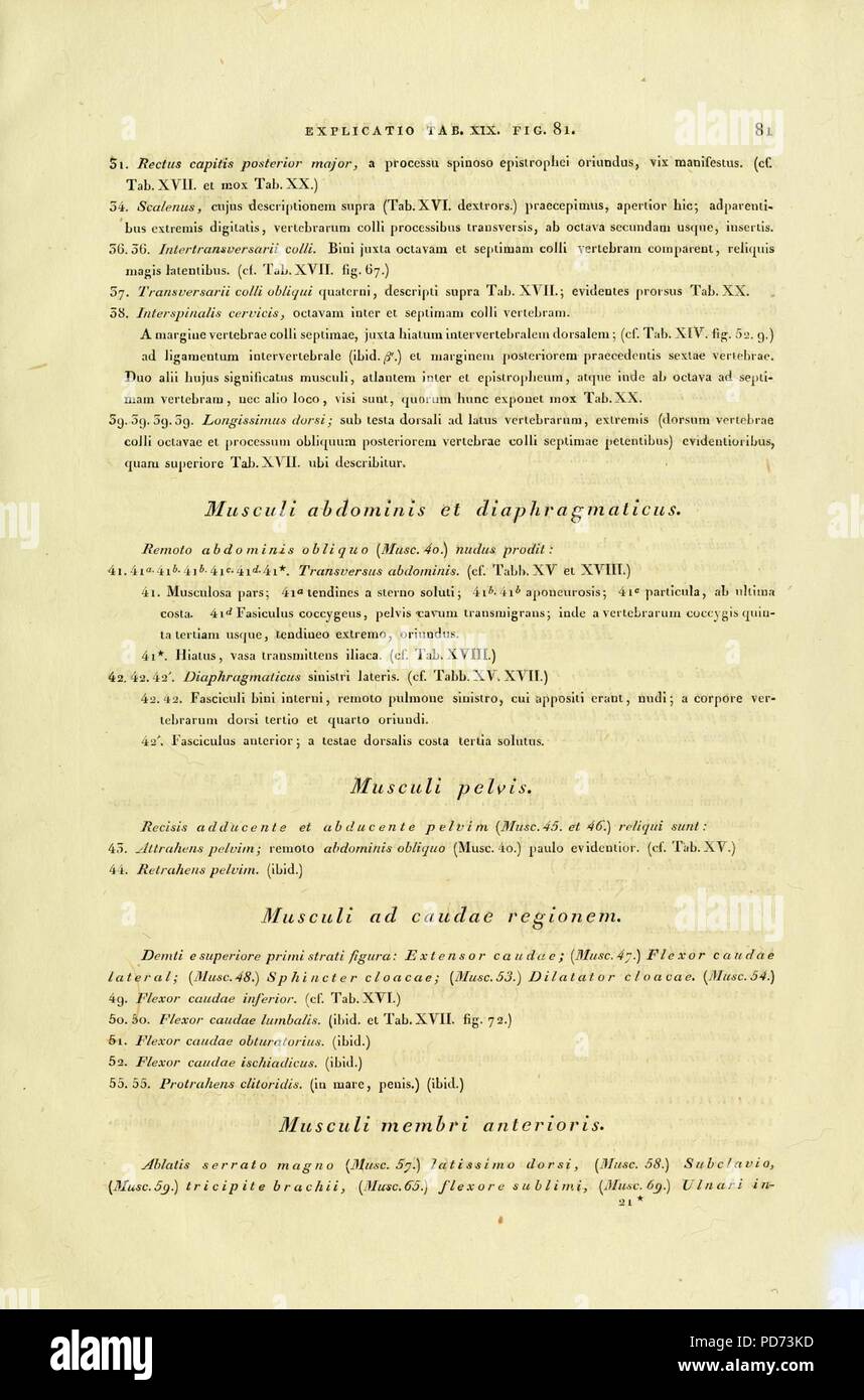 Anatome testudinis Europaeae (page 81) Banque D'Images