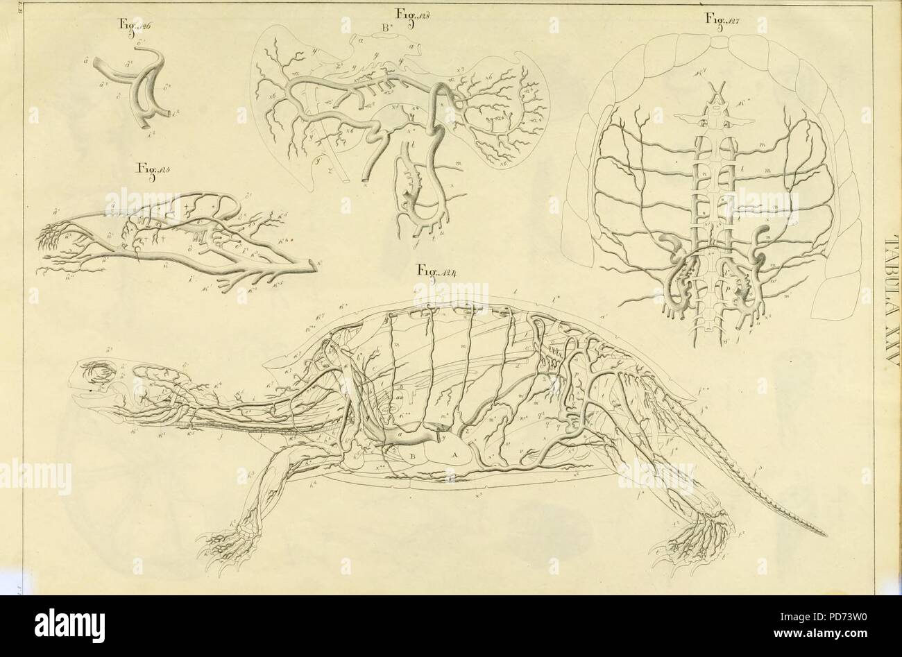 Anatome testudinis Europaeae (Tabula XXV) Banque D'Images