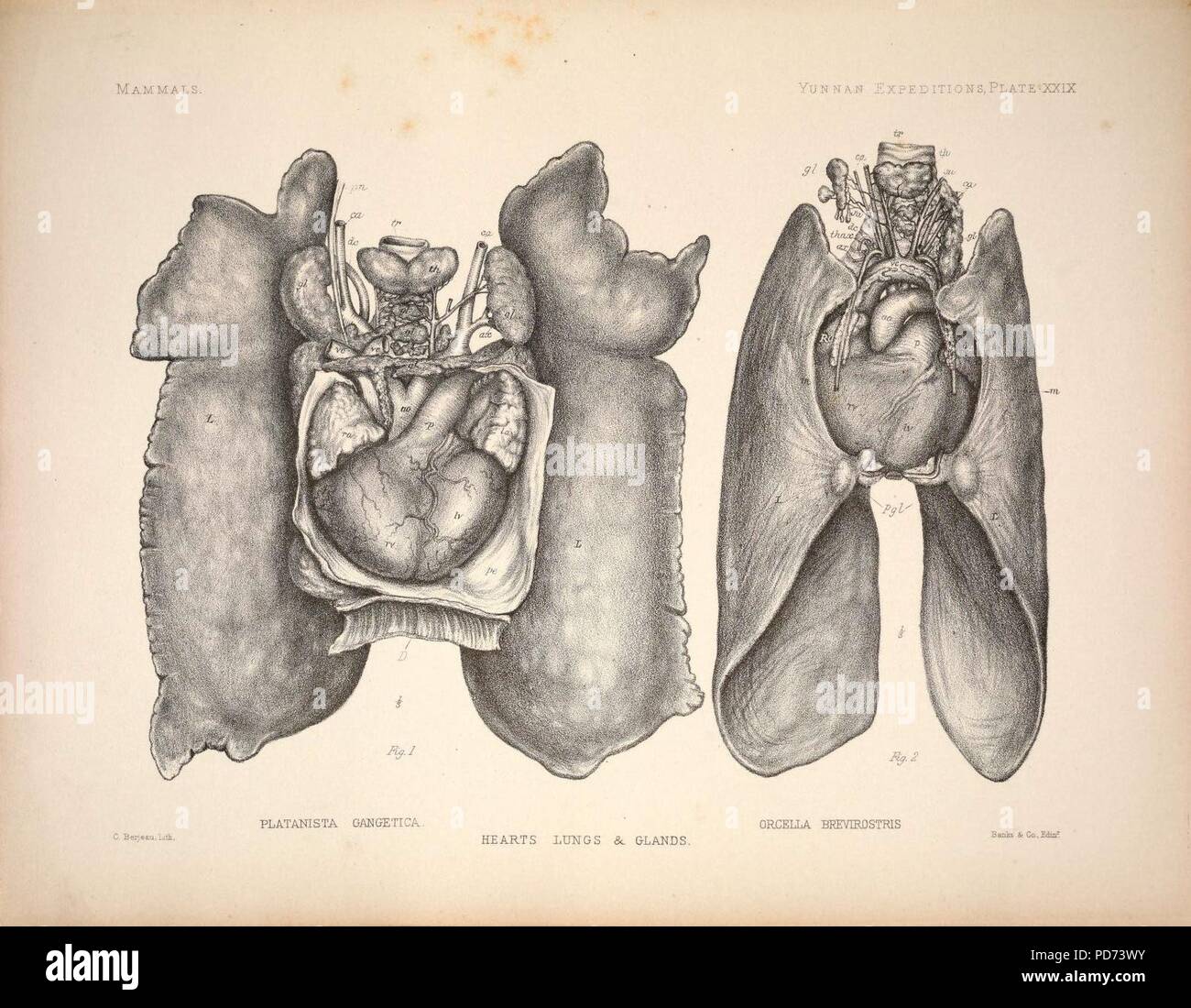 Recherches anatomiques et zoologiques- comprenant un compte de la Zoological résultats des deux expéditions dans l'ouest de Yunnan en 1868 et 1875 ; et une monographie des deux genres de cétacés, Platanista (6257629465). Banque D'Images