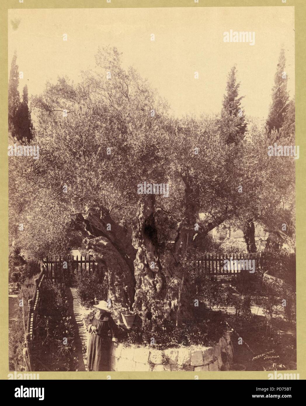Vieux Oliviers gardés par des moines franciscains, Palestine, Jérusalem, jardin de Gethsémani - colonie américaine, Jérusalem. Banque D'Images