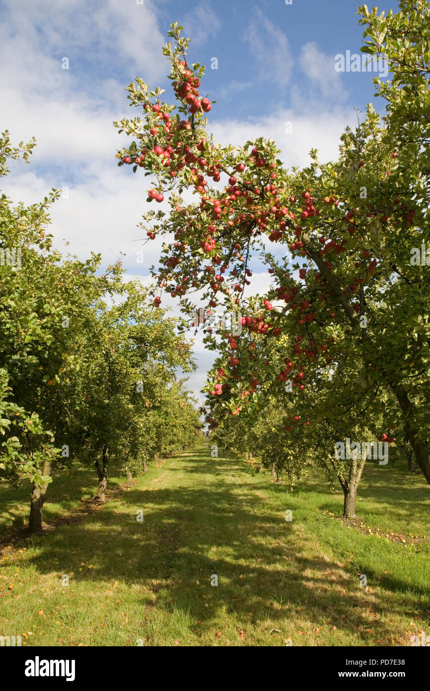 Apple orchard West Bradley Banque D'Images