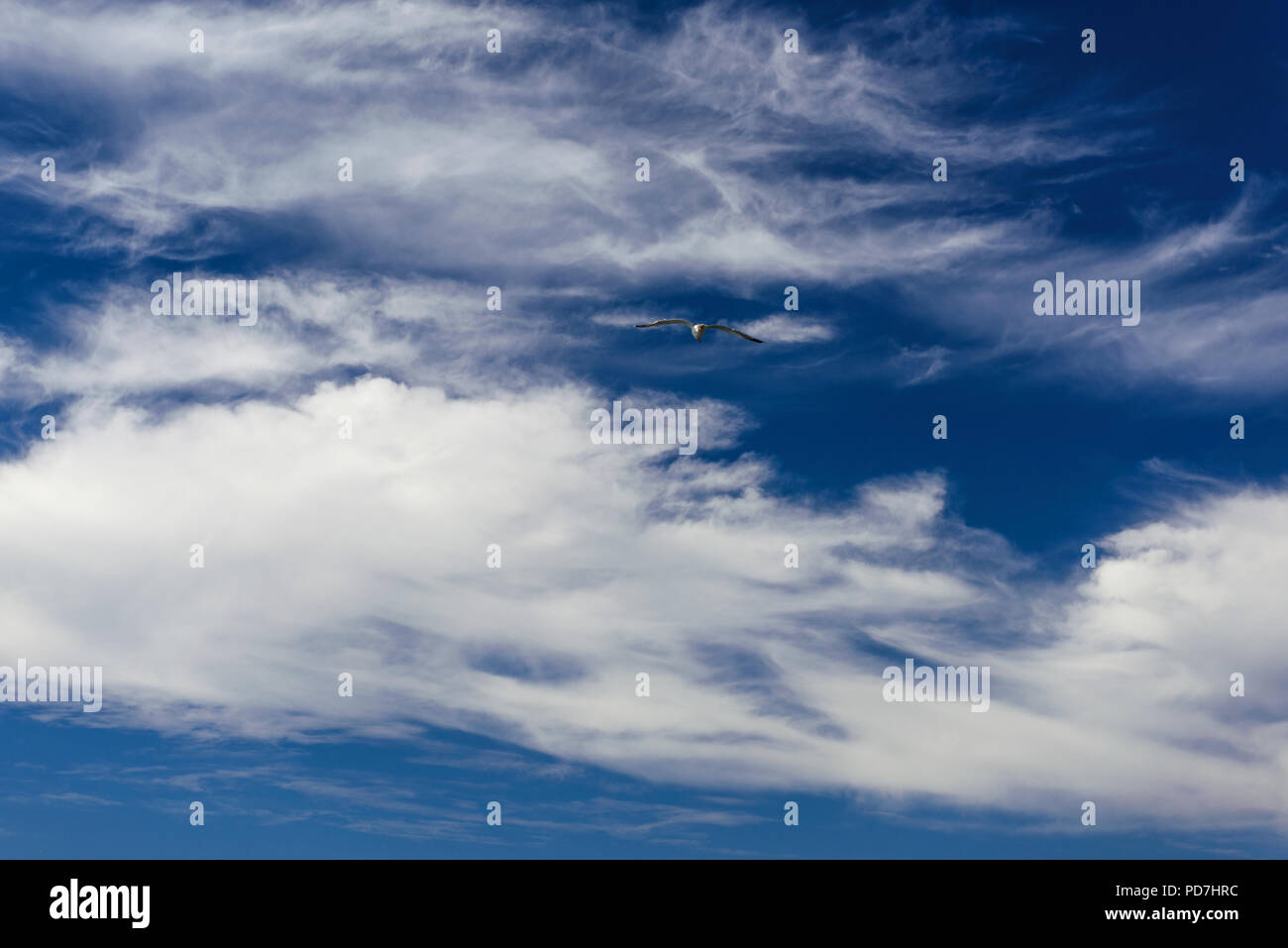 C'est oiseau volant dans un ciel bleu Banque D'Images