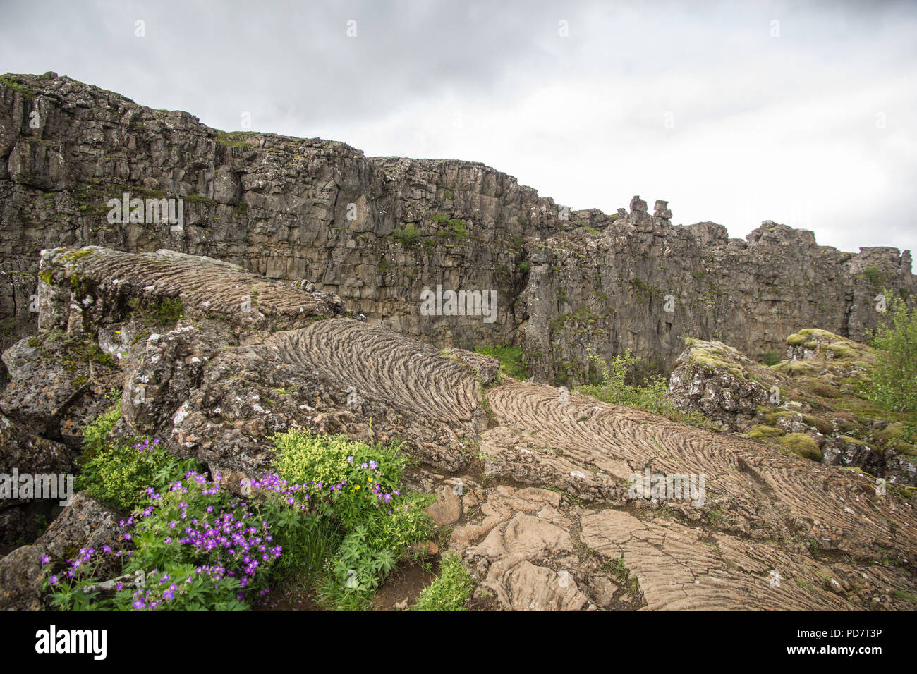 La lave pahoehoe solidifié vu en Islande Thingvellir au mid Atlantic ridge Rift Valley et aussi l'assemblée historique site de l'Althing ou rock Droit loca Banque D'Images