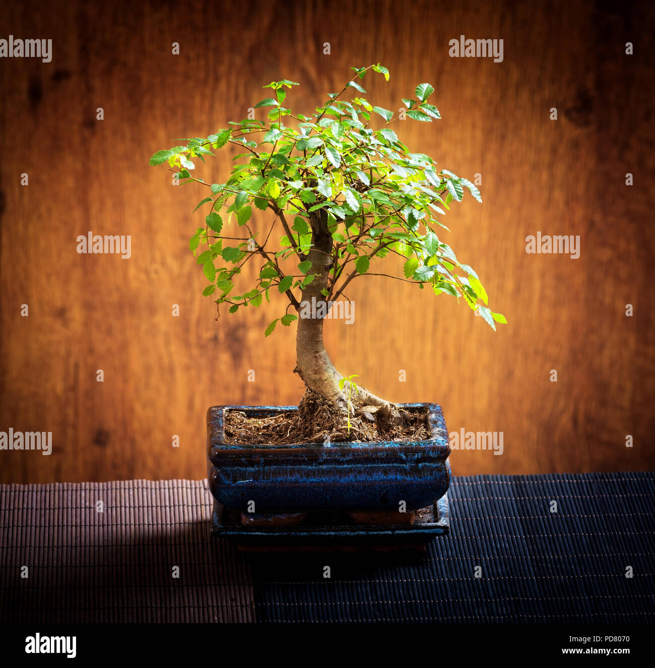 Beaux bonsai sur fond de bois Banque D'Images