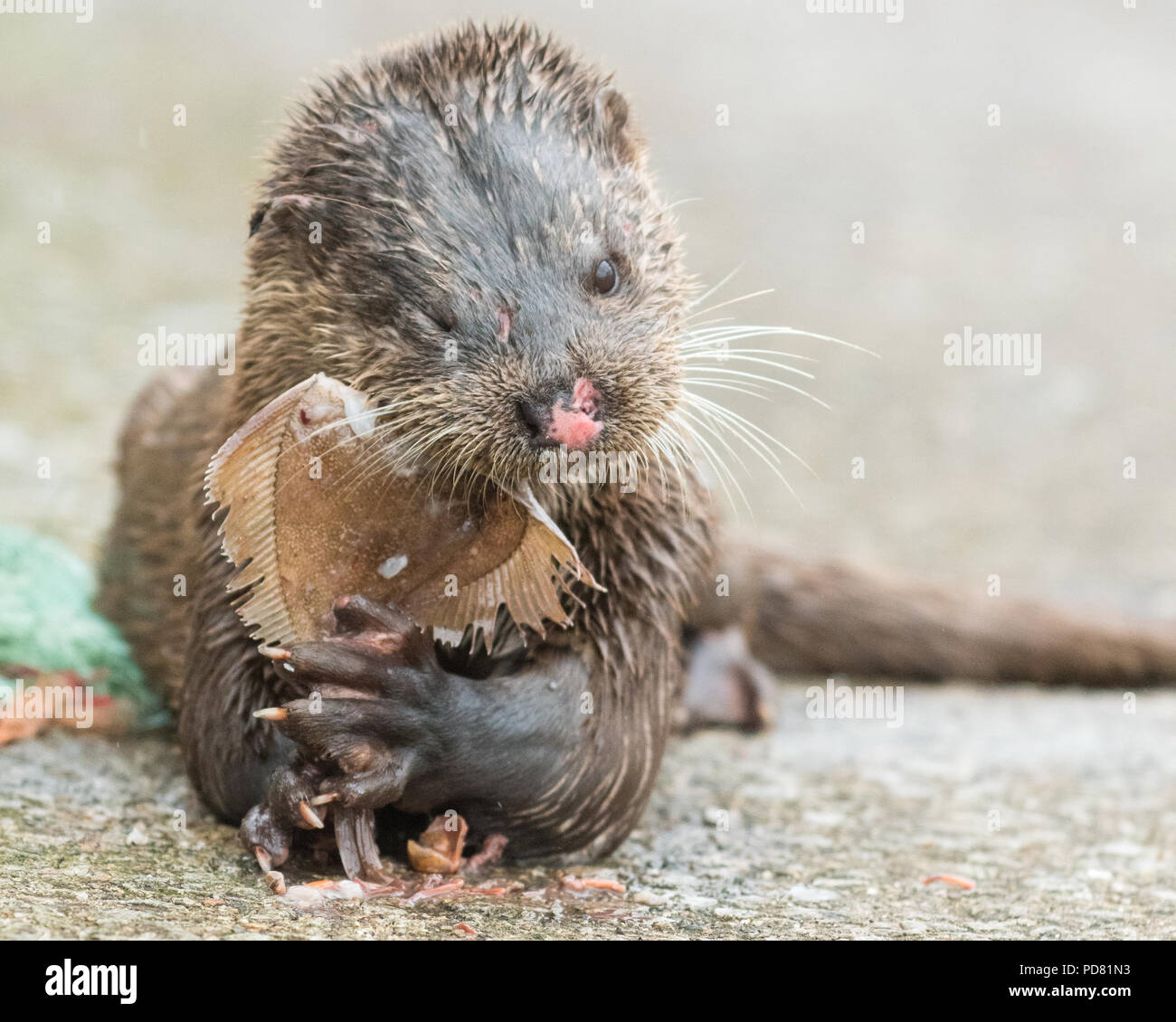 Lutra lutra - Loutre d'Europe, la loutre, la loutre eurasienne commune avec les blessures au visage de manger un gros poisson au port de Tarbert, le Loch Fyne, Argyll, Scotland UK Banque D'Images