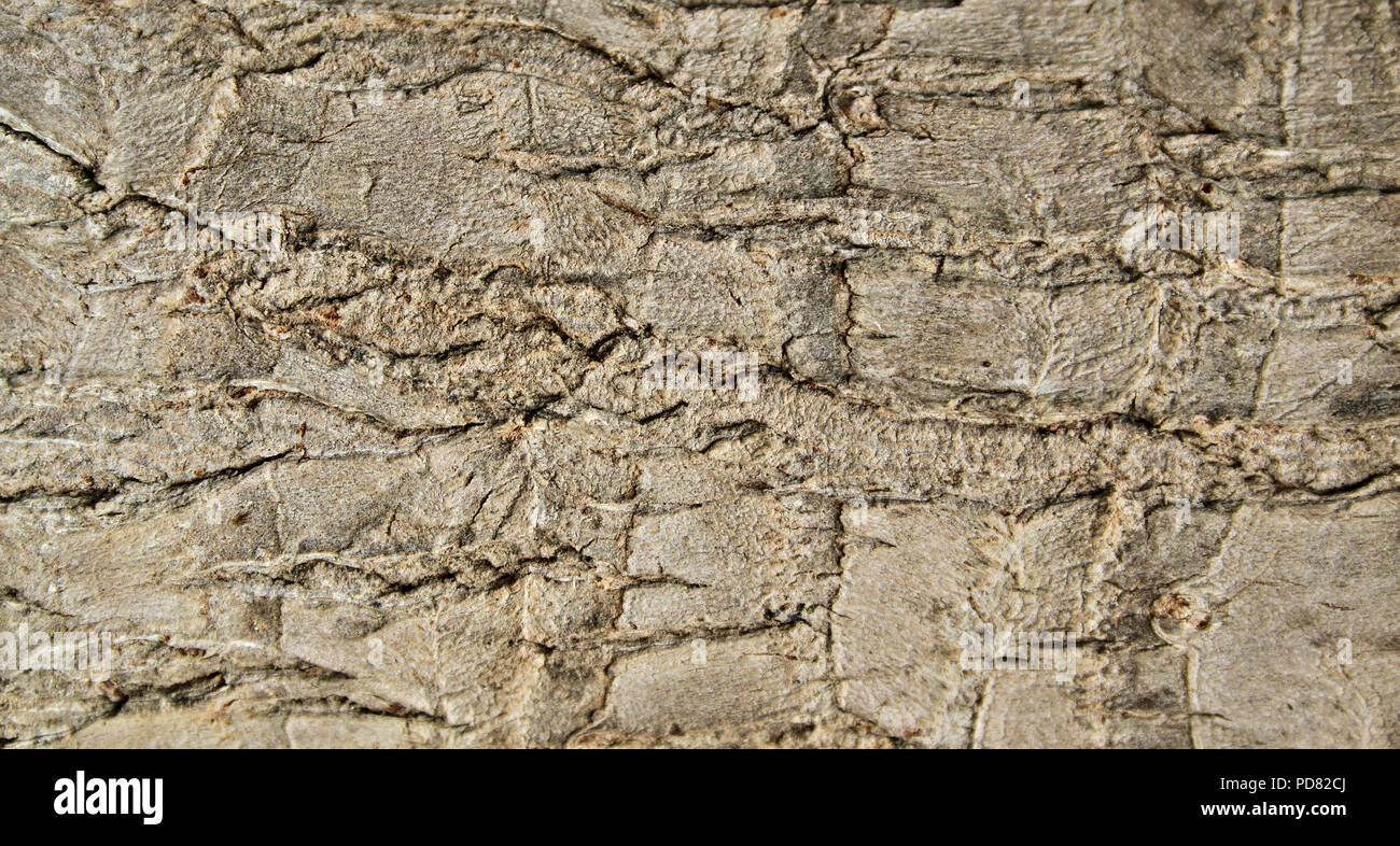 La texture de l'écorce, détail Banque D'Images