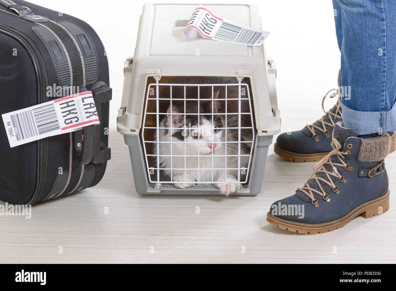 Chat dans la cage de fret aérien en attente à l'aéroport après un long voyage Banque D'Images