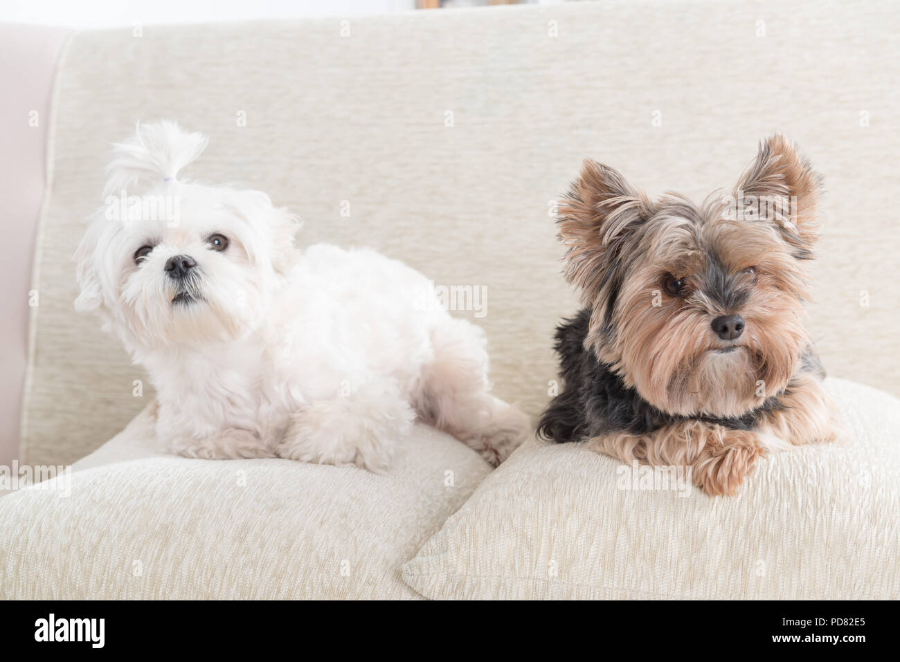 Deux chiens mignon maltais et yorkshire terrier blanc sur un canapé à la maison Banque D'Images
