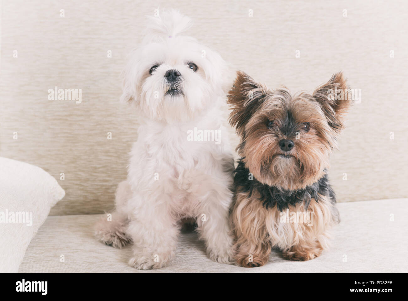 Deux chiens mignon maltais et yorkshire terrier blanc sur un canapé à la maison Banque D'Images