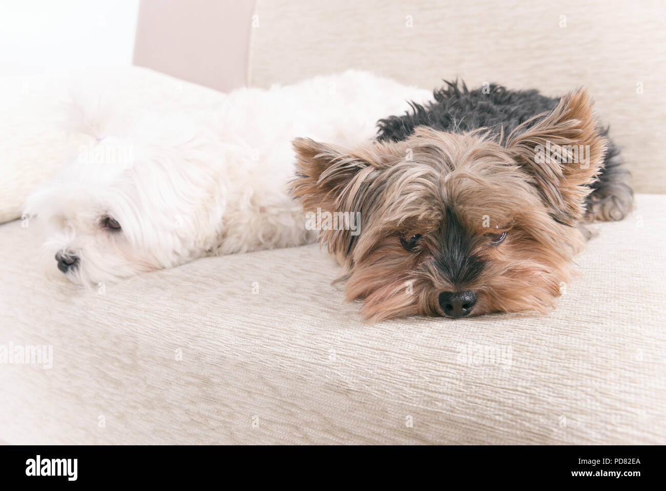 Deux chiens mignon maltais et yorkshire terrier blanc sur un canapé à la maison Banque D'Images