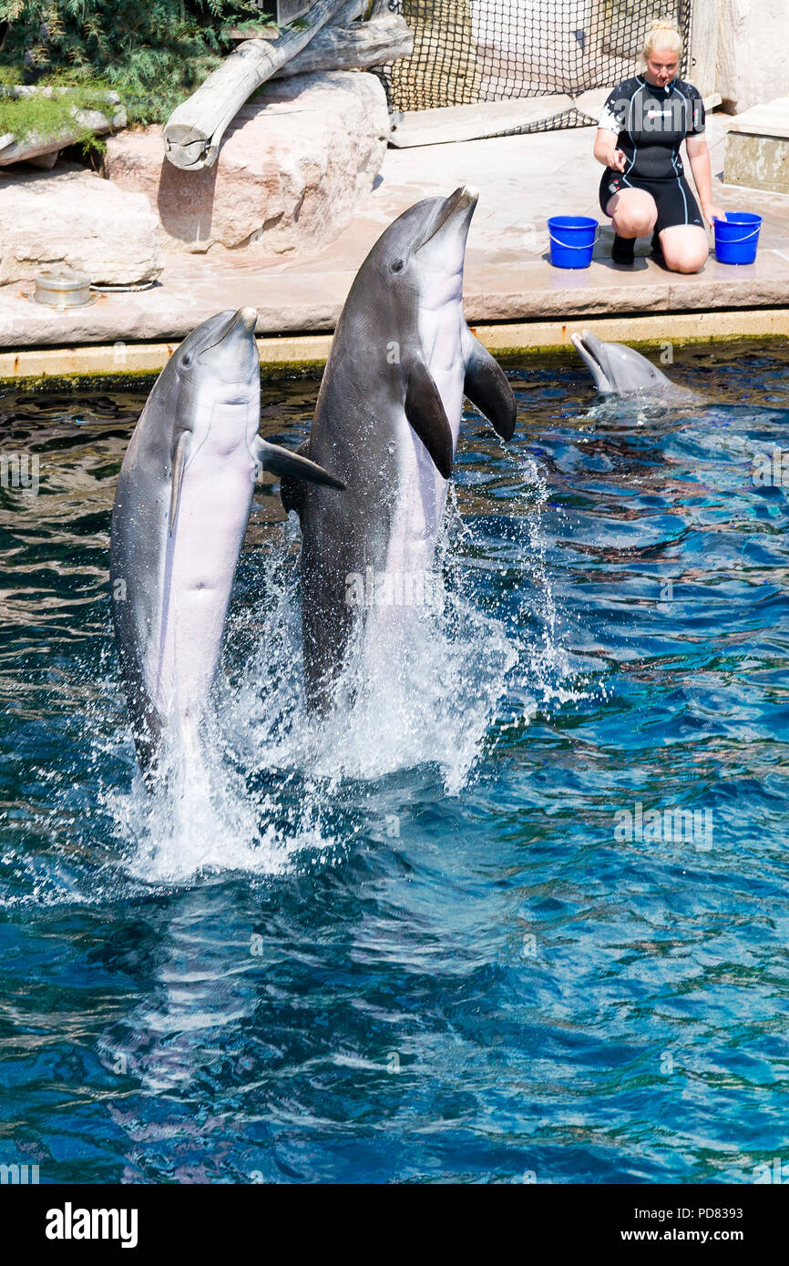 Delfini show, un delfinárium Akvarium, Zoo Norimberk, Německo / spectacle de dauphins dans un aquarium, zoo, Nuremberg, Allemagne Banque D'Images