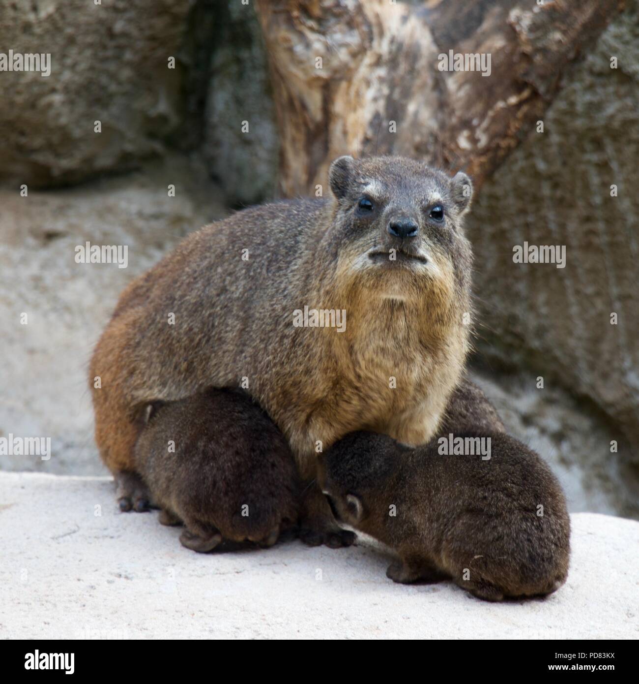 (Procavia capensis Rock Hyrax) avec des bébés au Zoo de Chester Banque D'Images