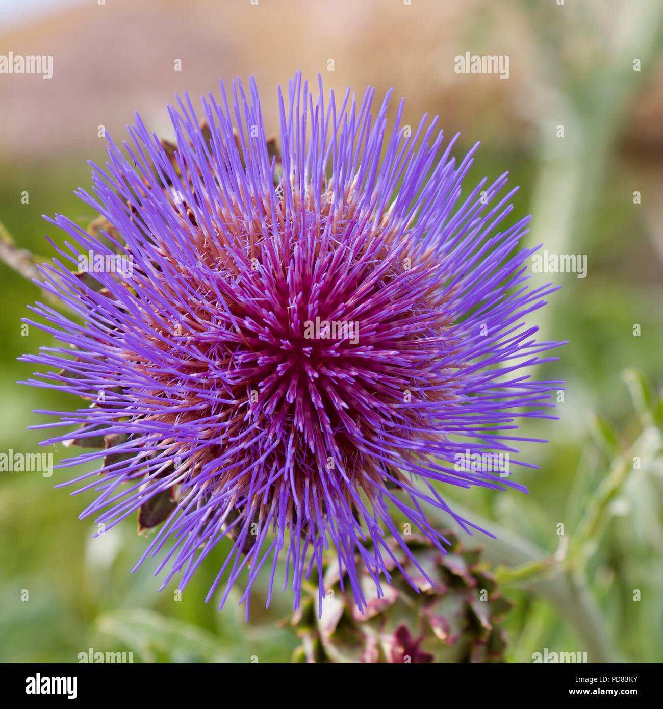 Chardon sauvage Banque D'Images