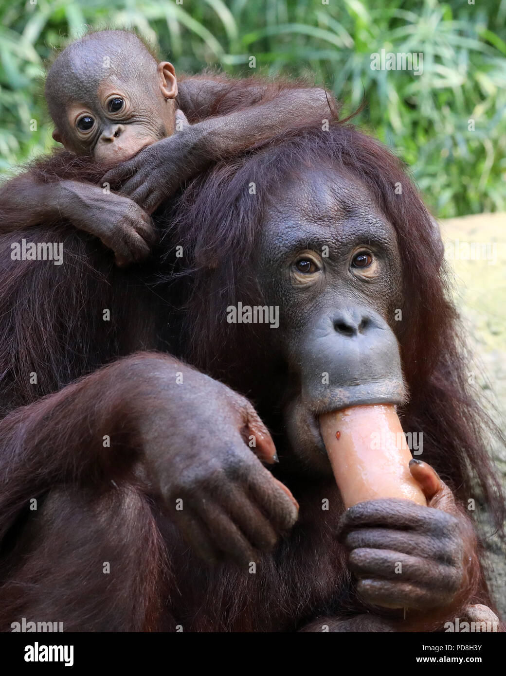 Rostock, Allemagne. Le 08 août, 2018. Femelle orang-outan Dinda avec sa fille Lintang (né le 25.02.2018) mange une glace "bombe" de la compote. Les singes obtenez ce délicieux sur de refroidissement en particulier les journées chaudes. Crédit : Bernd Wüstneck/dpa/Alamy Live News Banque D'Images