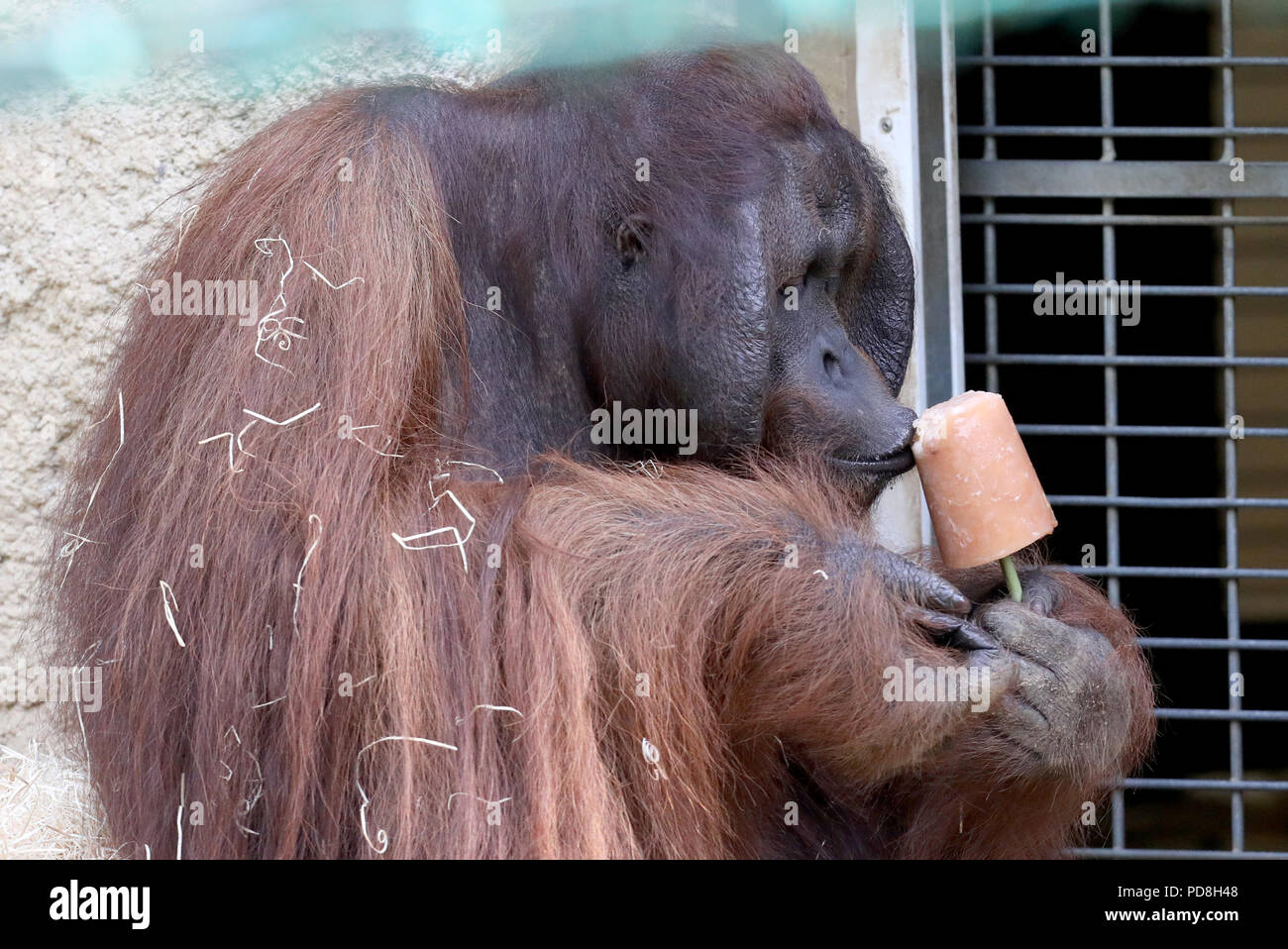 Rostock, Allemagne. Le 08 août, 2018. Mâle orang-outan Sabas mange une glace "bombe" de la compote. Les singes obtenez ce délicieux sur de refroidissement en particulier les journées chaudes. Crédit : Bernd Wüstneck/dpa/Alamy Live News Banque D'Images