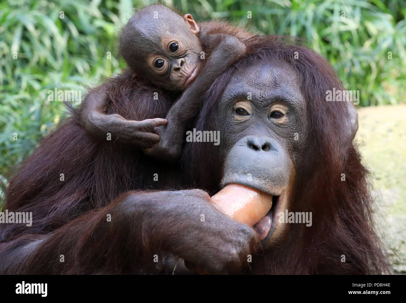 Rostock, Allemagne. Le 08 août, 2018. Femelle orang-outan Dinda avec sa fille Lintang (né le 25.02.2018) mange une glace "bombe" de la compote. Les singes obtenez ce délicieux sur de refroidissement en particulier les journées chaudes. Crédit : Bernd Wüstneck/dpa/Alamy Live News Banque D'Images