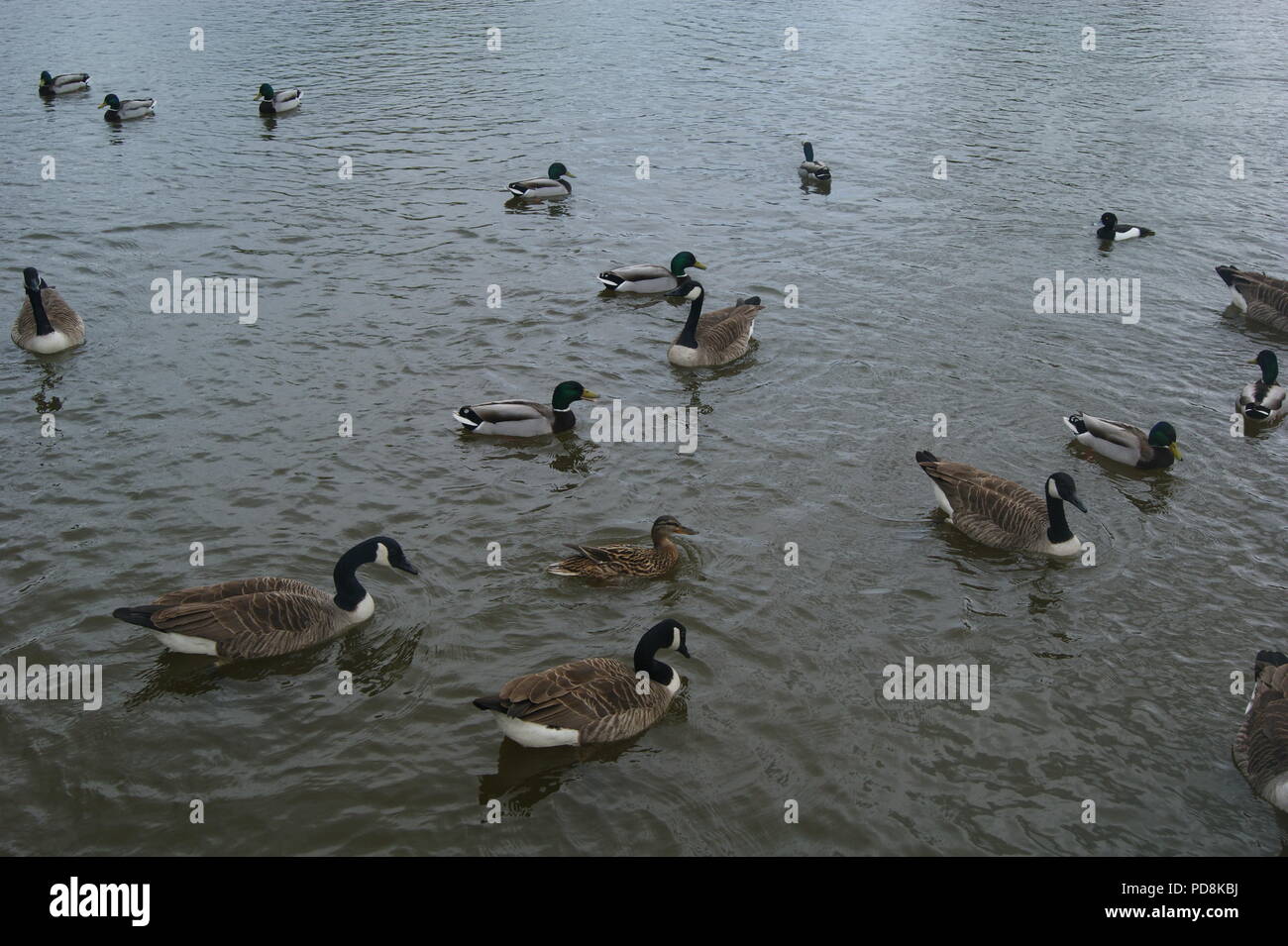 Canards sur un lac Banque D'Images