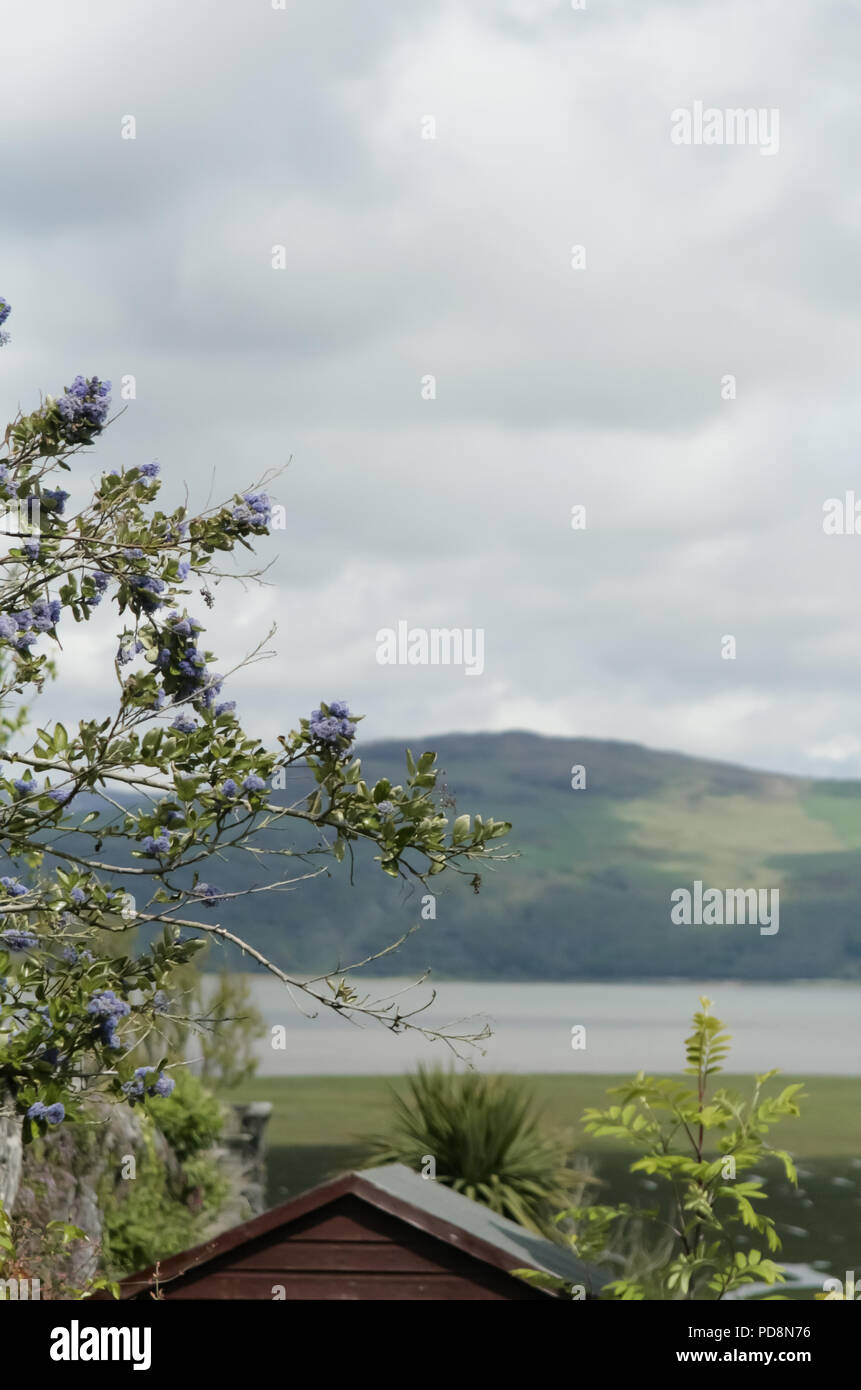 Vue de la colline en Écosse avec verdure en premier plan Banque D'Images