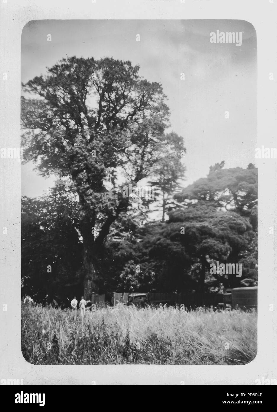 Bûcherons coupant un arbre à la main UK, 1951 Banque D'Images