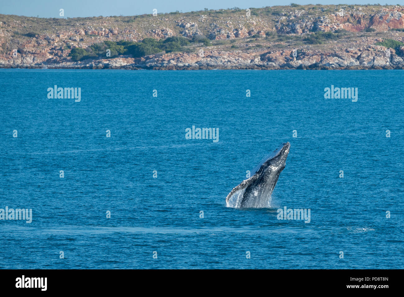 L'Australie, Australie occidentale, Kimberley côte entre Yampi Sound et de balais. Violer la baleine à bosse mâle dans la mer de Timor avec côte de Kimberley. Banque D'Images