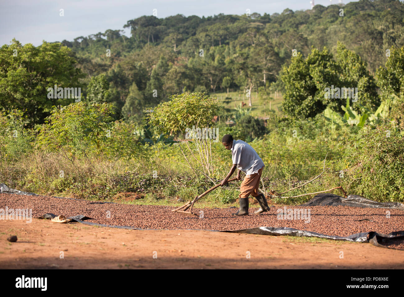 Un travailleur s'étale les fèves de cacao dans le cadre du processus de fermentation à une installation de production de chocolat dans le district de Mukono, en Ouganda. Banque D'Images