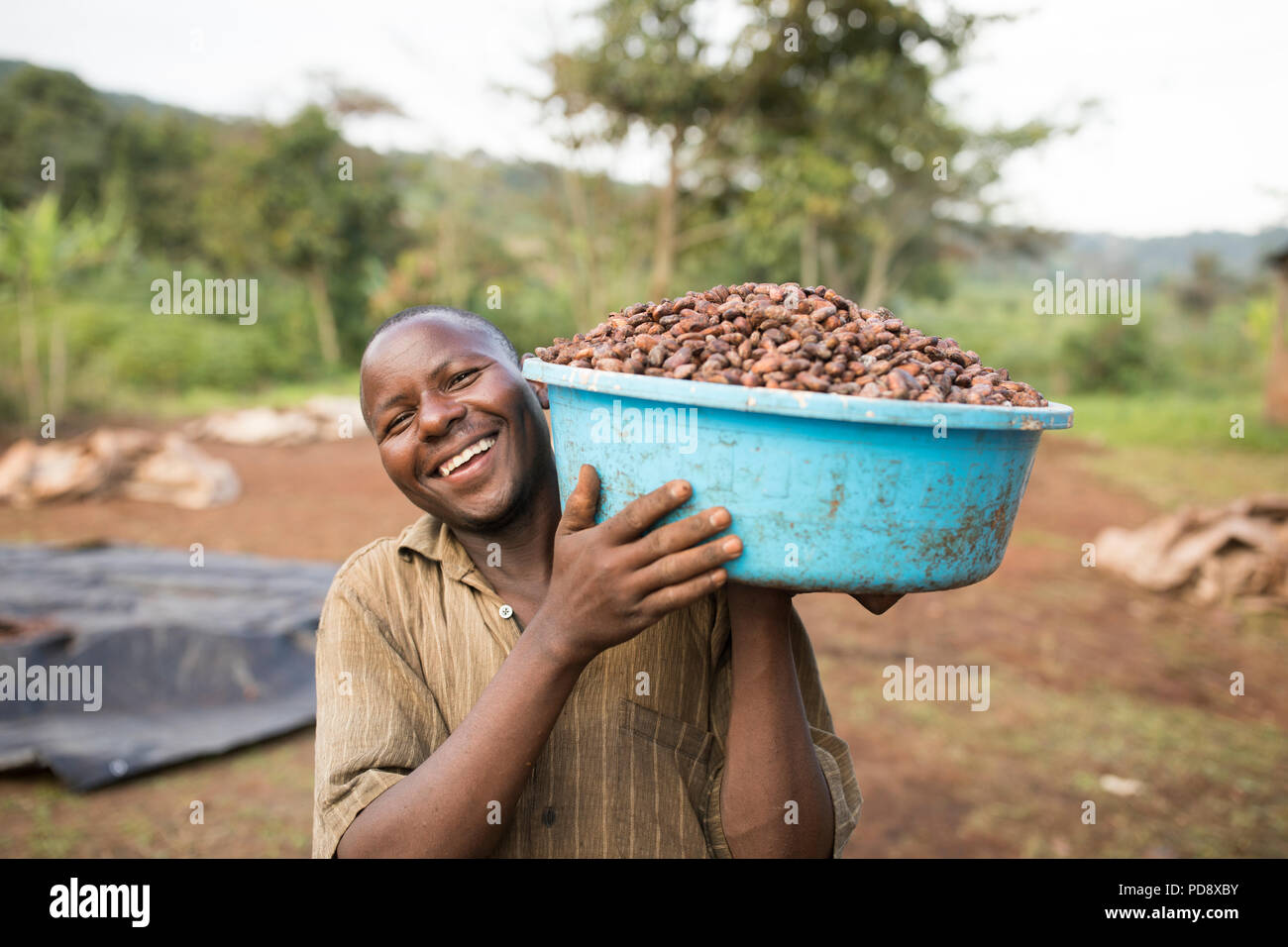 Un travailleur des processus permet de fèves de cacao fermentées à une installation de production de chocolat dans le district de Mukono, en Ouganda. Banque D'Images