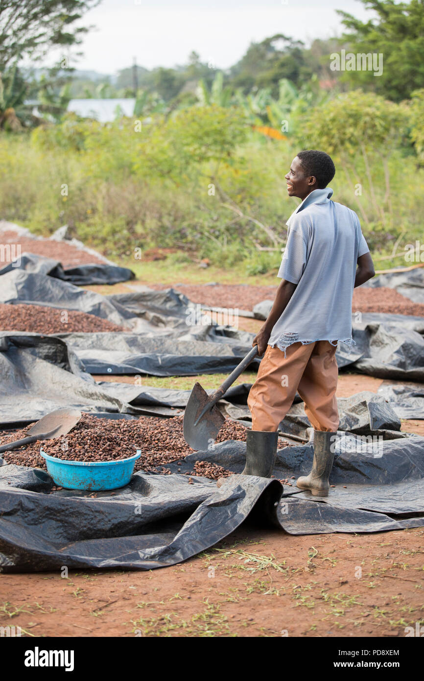 Un travailleur s'étale les fèves de cacao dans le cadre du processus de fermentation à une installation de production de chocolat dans le district de Mukono, en Ouganda. Banque D'Images