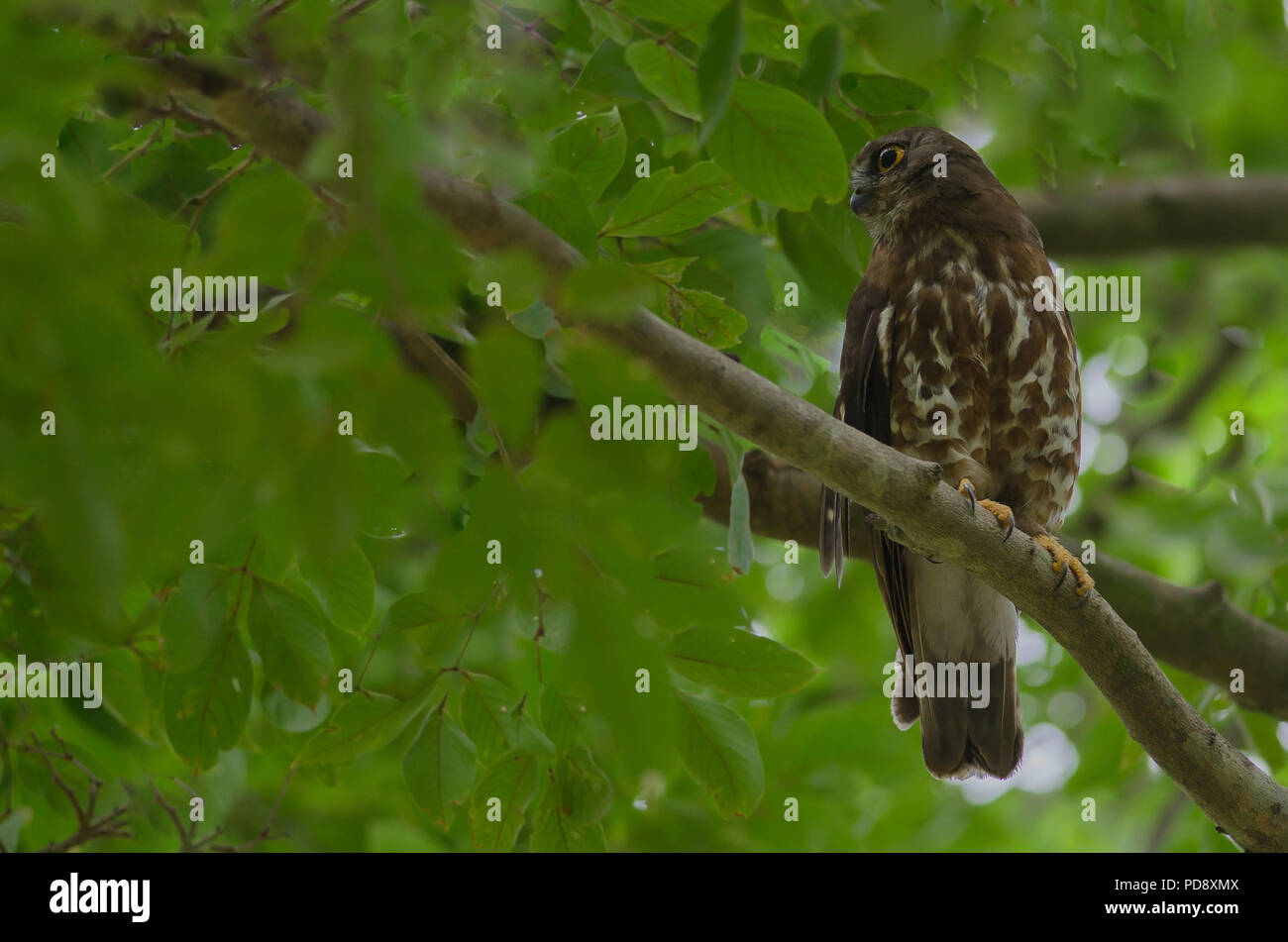 Brown Chouette épervière perché sur l'arbre dans la nature (Ninox scutulata) Banque D'Images