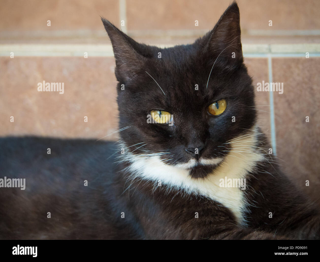 Chat Noir Avec Moustache Blanche Photo Stock Alamy Chat Noir Avec Moustache Blanche Photo Stock Alamy