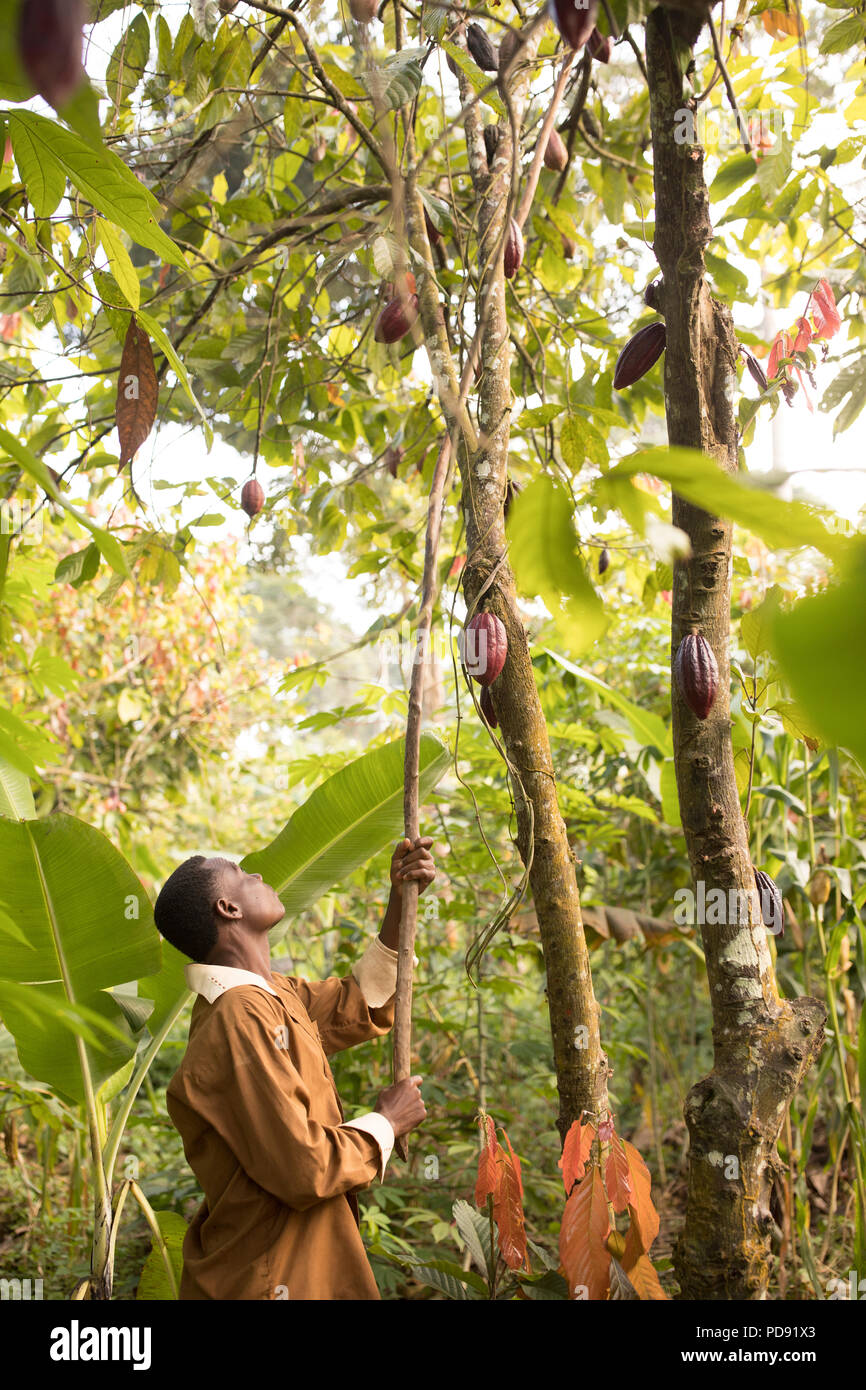 Une fève de cacao harvester utilise une longue perche pour extraire les gousses de fèves de cacao dans une plantation dans le district de Mukono, Ouganda, Afrique de l'Est. Banque D'Images