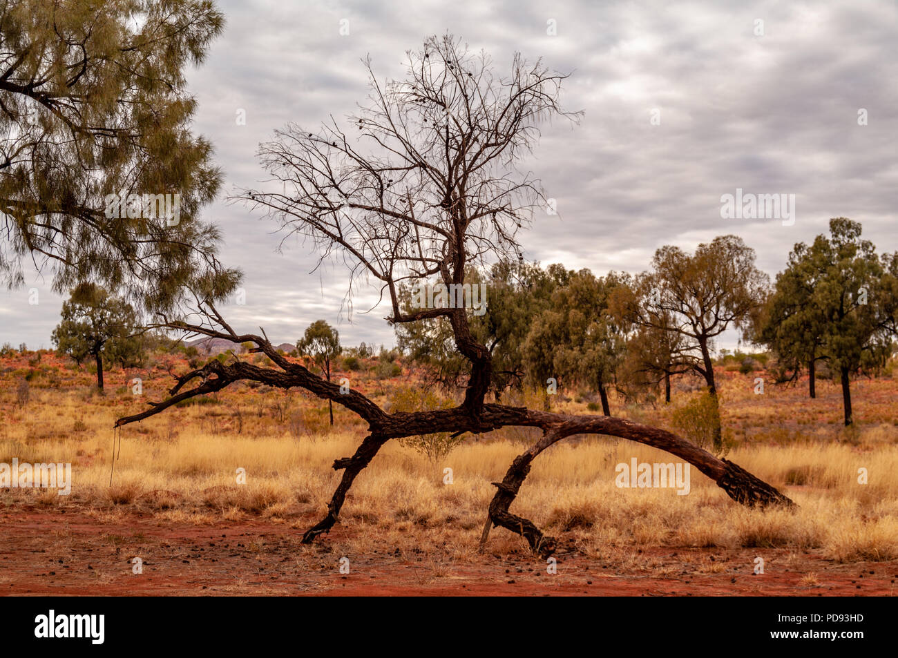 KALTUKATJARA CAMP SITE, GREAT CENTRAL ROAD, TERRITOIRES DU NORD, AUSTRALIE Banque D'Images