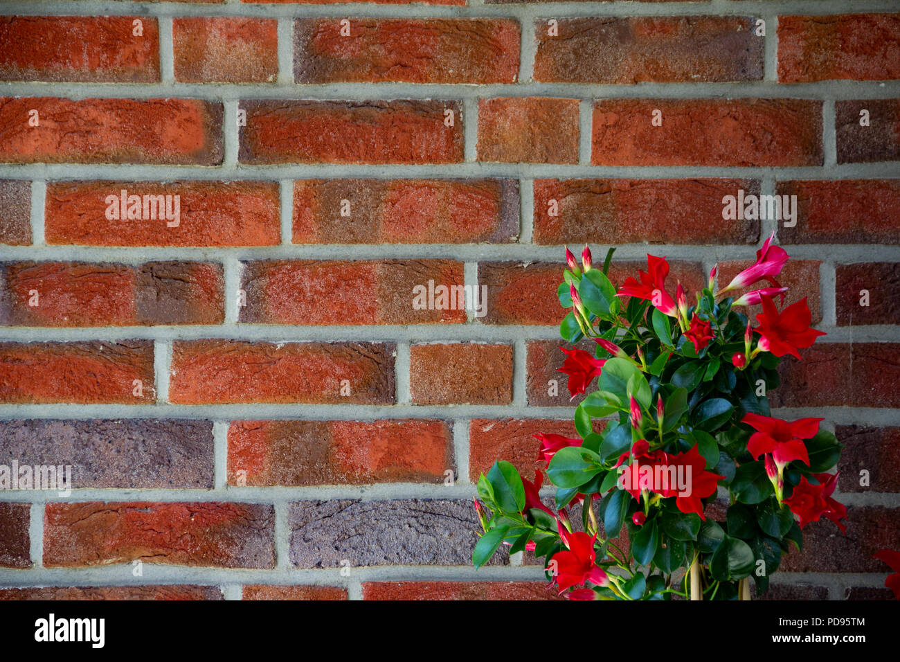 Mur de brique rouge. Close up brick wall texture rugueuse Banque D'Images