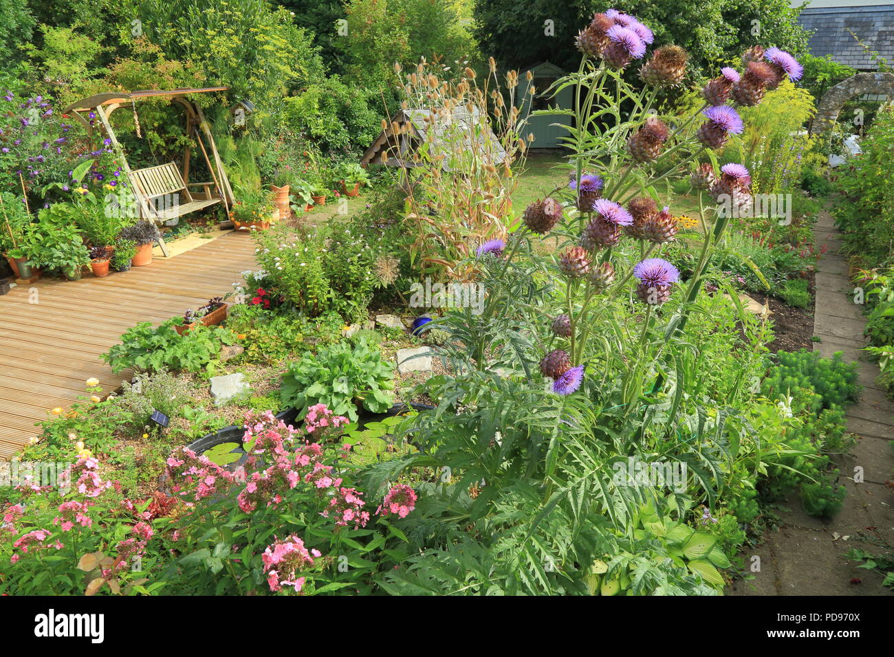 Les têtes florales de chardon cardère sauvage et dans un jardin Banque D'Images