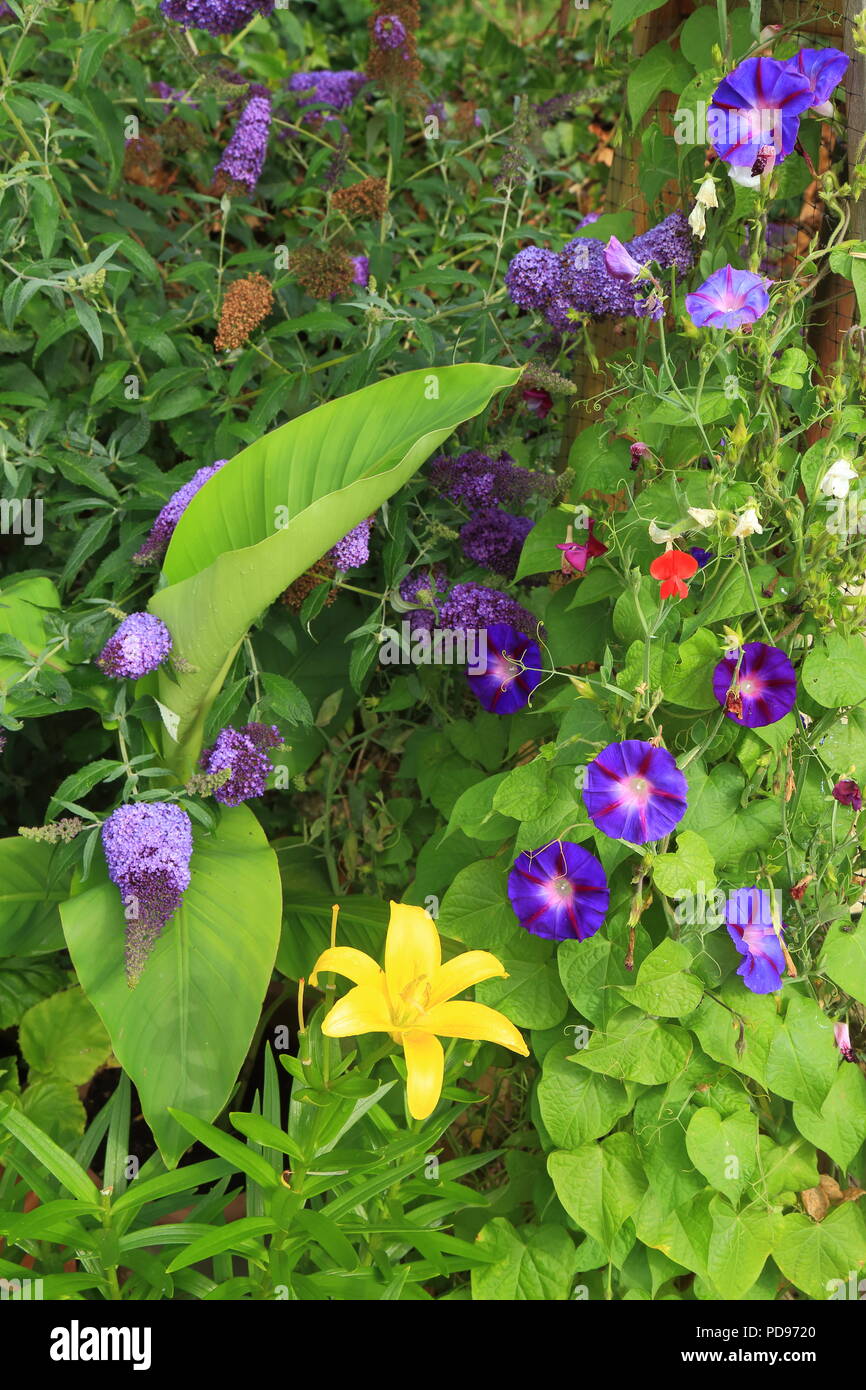 Magnifique feuillage en bordure jardin Banque D'Images