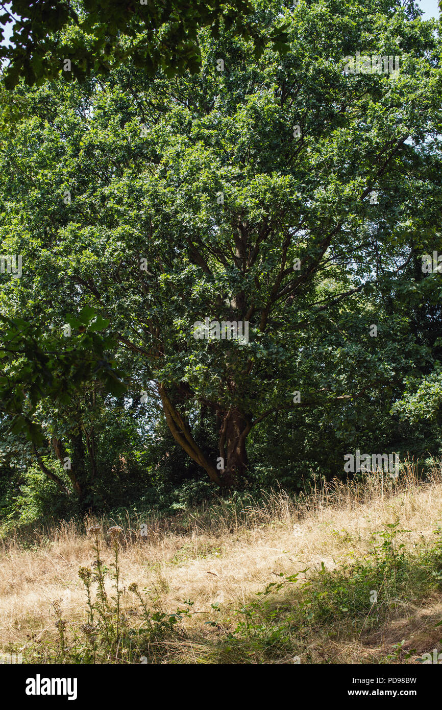 Une prairie d'acide rare prairie dans le parc à pied nature reserve, allant du Parc Finsbury à Highgate, au nord de Londres Banque D'Images