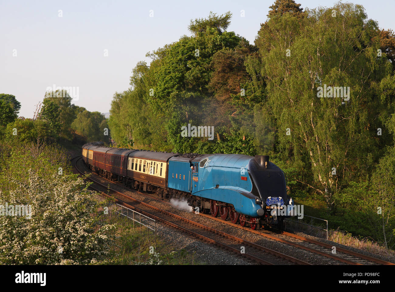 Petit Blongios 4464 chefs loin de Armathwaite sur le régler & Carlisle Railway 24.5.12 Banque D'Images