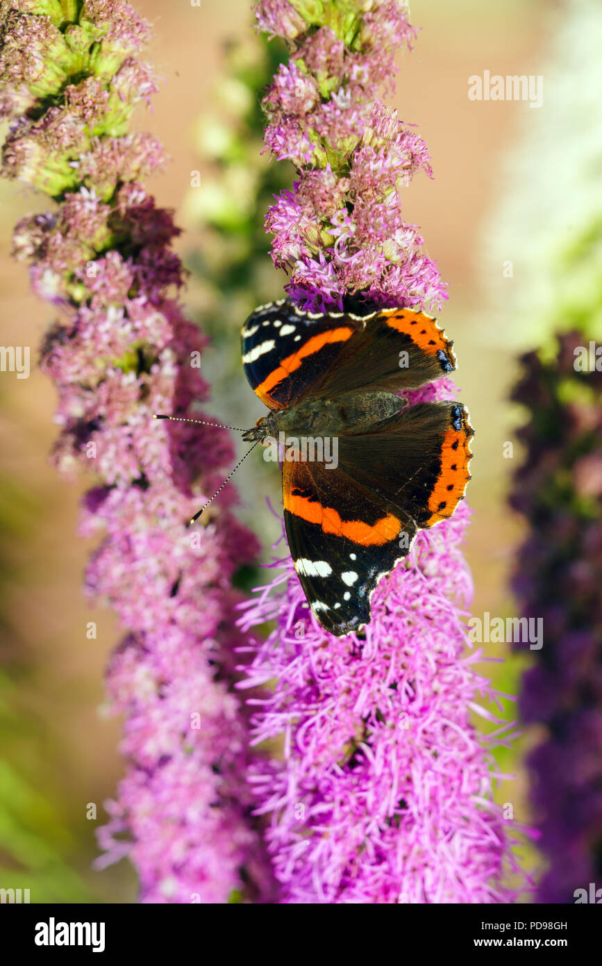 Papillon vulcain (Vanessa atalanta) sur les fleurs (liatris Liatris) Banque D'Images