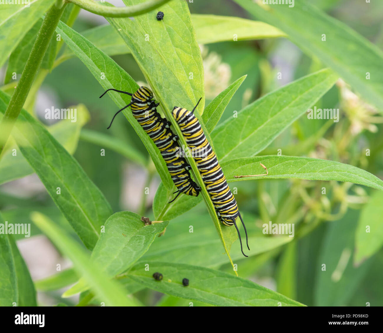 Deux chenilles du monarque, Danaus plexippus, sur l'alimentation, de l'asclépiade incarnate Asclepias incarnata, dans un jardin de spéculateur, NY USA Banque D'Images