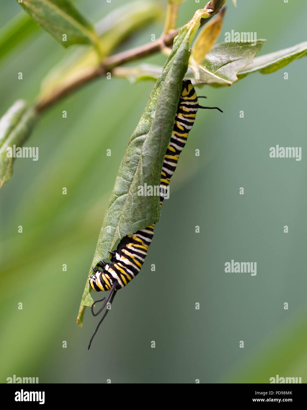 La chenille du papillon monarque, Danaus plexippus, sur l'alimentation, de l'asclépiade incarnate Asclepias incarnata, dans un jardin de spéculateur, NY USA Banque D'Images
