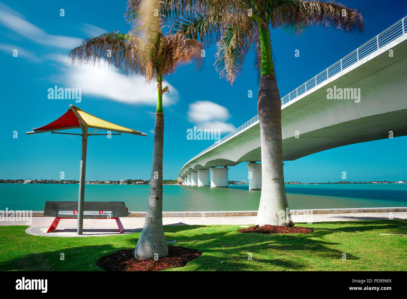 Palmier d'été, John Ringling Causeway à Eloise Werlin Park, Sarasota en Floride Banque D'Images