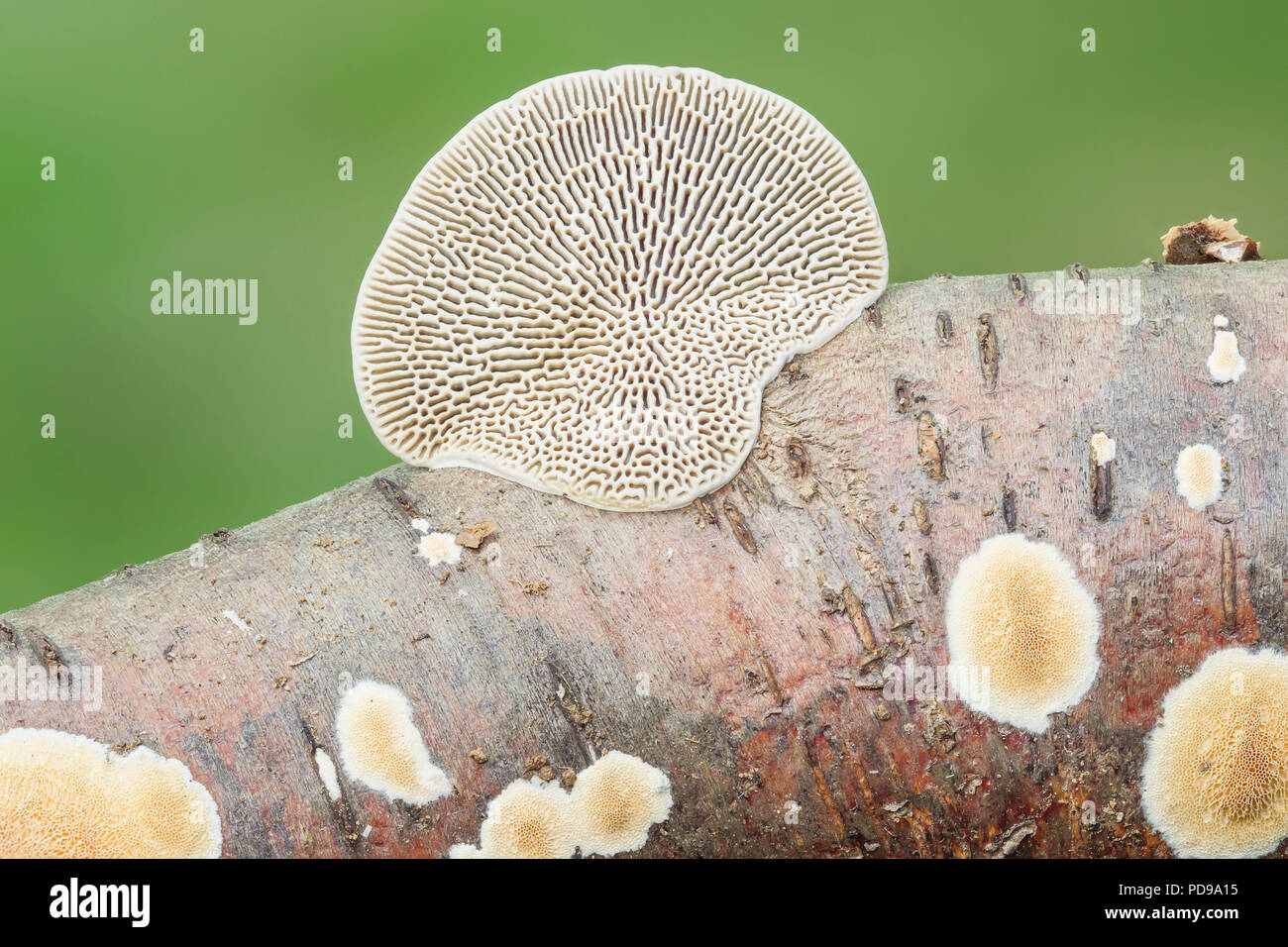 Labyrinthe à paroi mince (Daedaleopsis confragosa polypores) champignon sur une branche d'arbre, montrant l'organe de fructification en forme d'éventail et labyrinthe de dessous. Banque D'Images