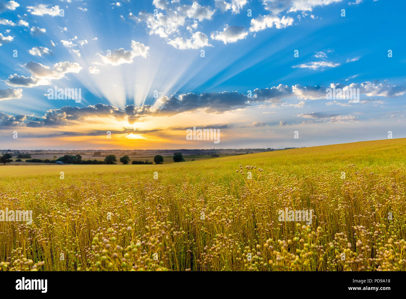 - Couleurs crépusculaires glorieux de les rayons de lumière et le coucher du soleil skies capturés au cours de l'été de fin de soirée dans le Bedfordshire, Royaume-Uni Banque D'Images