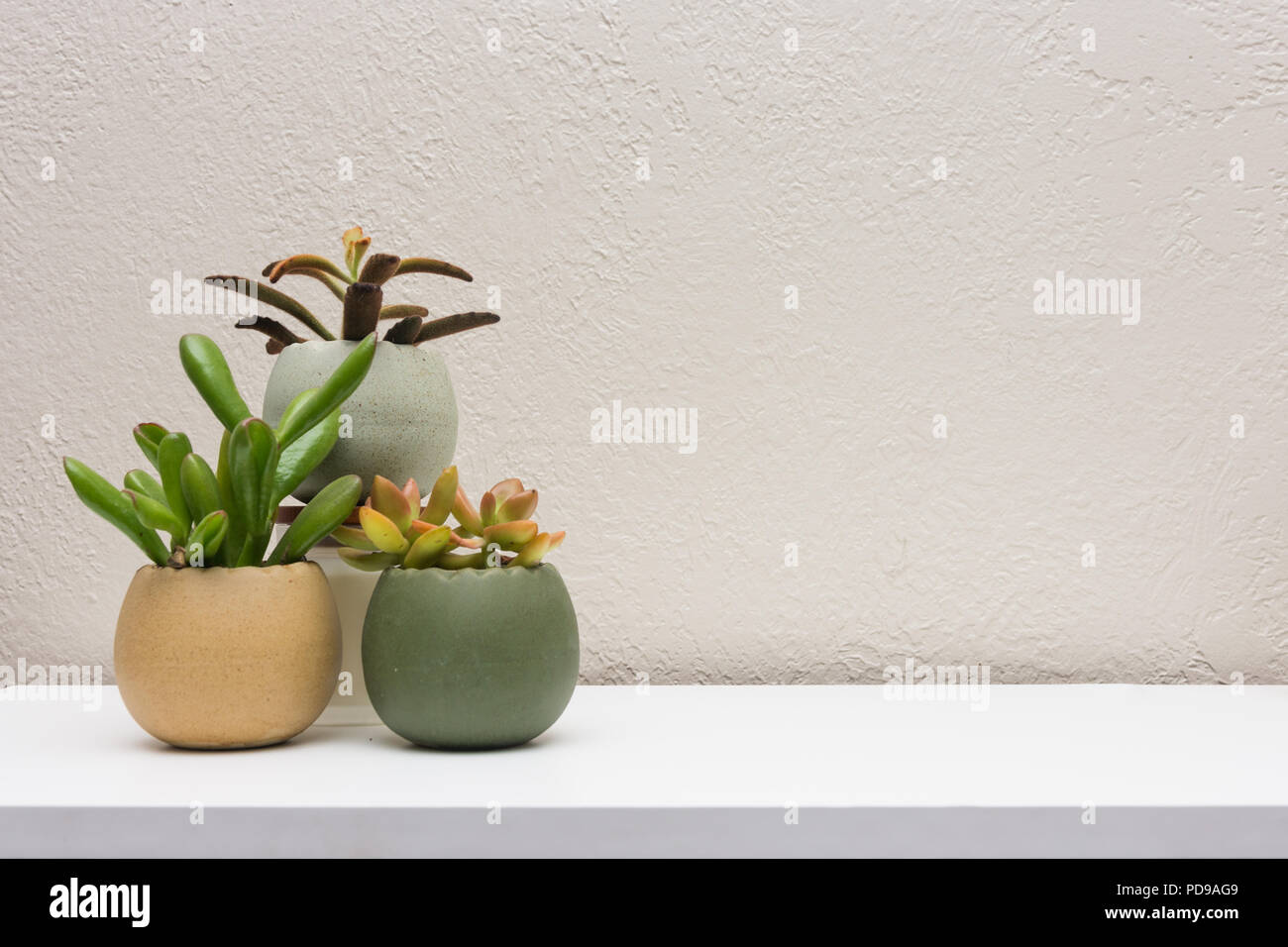 Grappe de petites plantes succulentes de l'intérieur sur la surface blanche avec l'espace vide pour le contenu plus Banque D'Images
