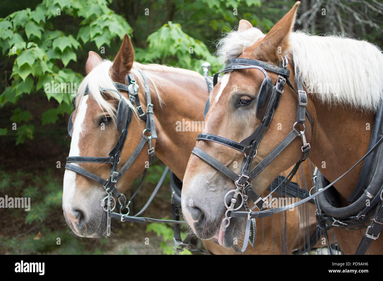 Deux chevaux percherons tirant une charrette sur le transport routes dans l'Acadia National Park, Maine. Banque D'Images