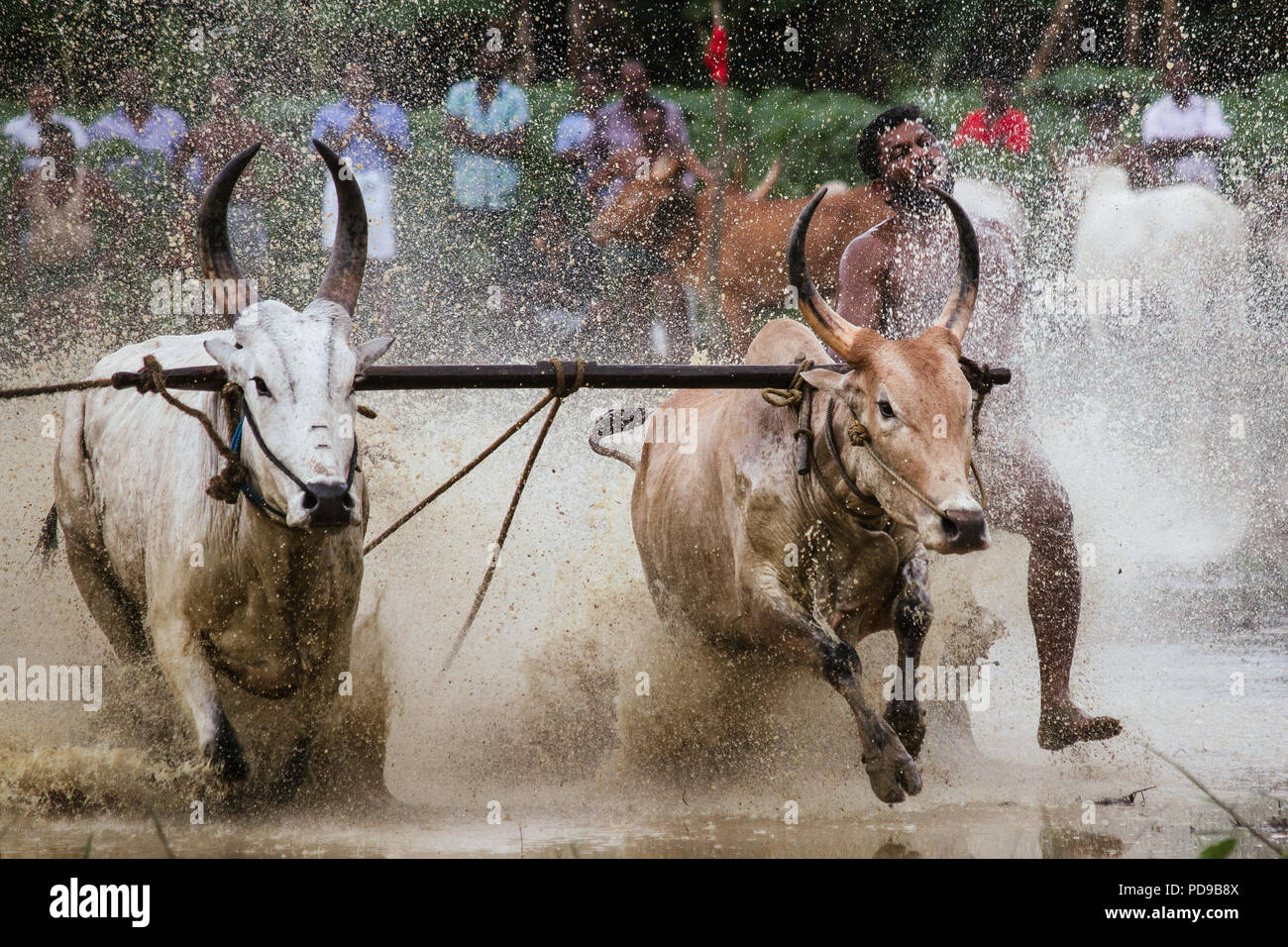 Maramadi est un type de race de bétail menée dans l'état indien du Kerala. Il a également connu comme Kalappoottu pothottam ou. Banque D'Images