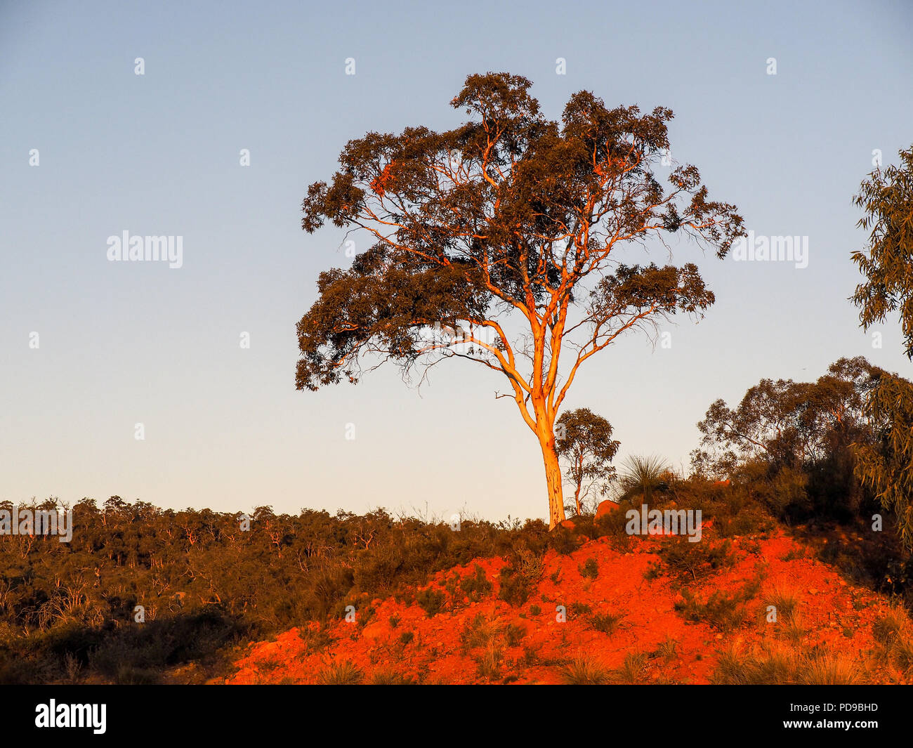 Coucher de soleil rouge, eucalyptus frappe Hill, dans l'ouest de l'Australie Banque D'Images