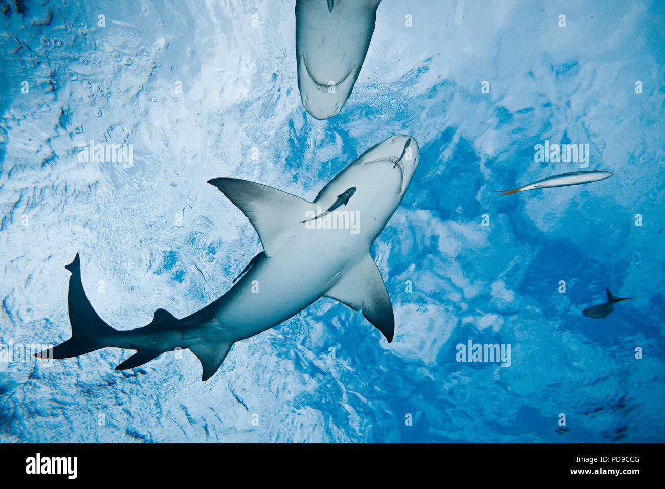 Requins citrons, Negaprion brevirostris, nager directement au-dessus, West End, Grand Bahamas, Océan Atlantique. Banque D'Images