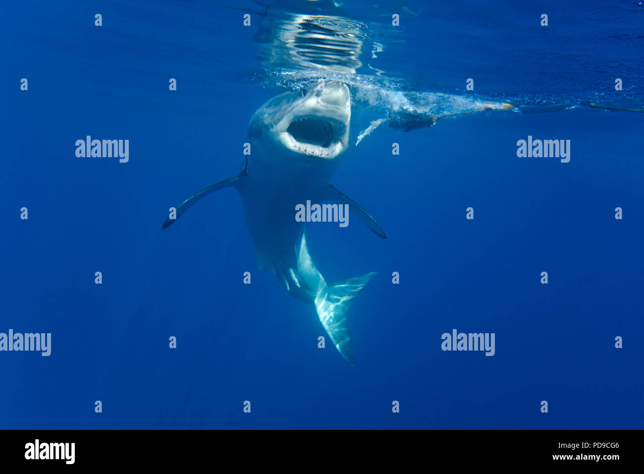 Ce grand requin blanc, Carcharodon carcharias, a été photographié à la poursuite d'un morceau d'appât sous la surface au large de l'île de Guadalupe, au Mexique. Banque D'Images
